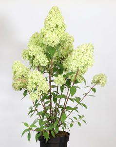 Picture of Hydrangea